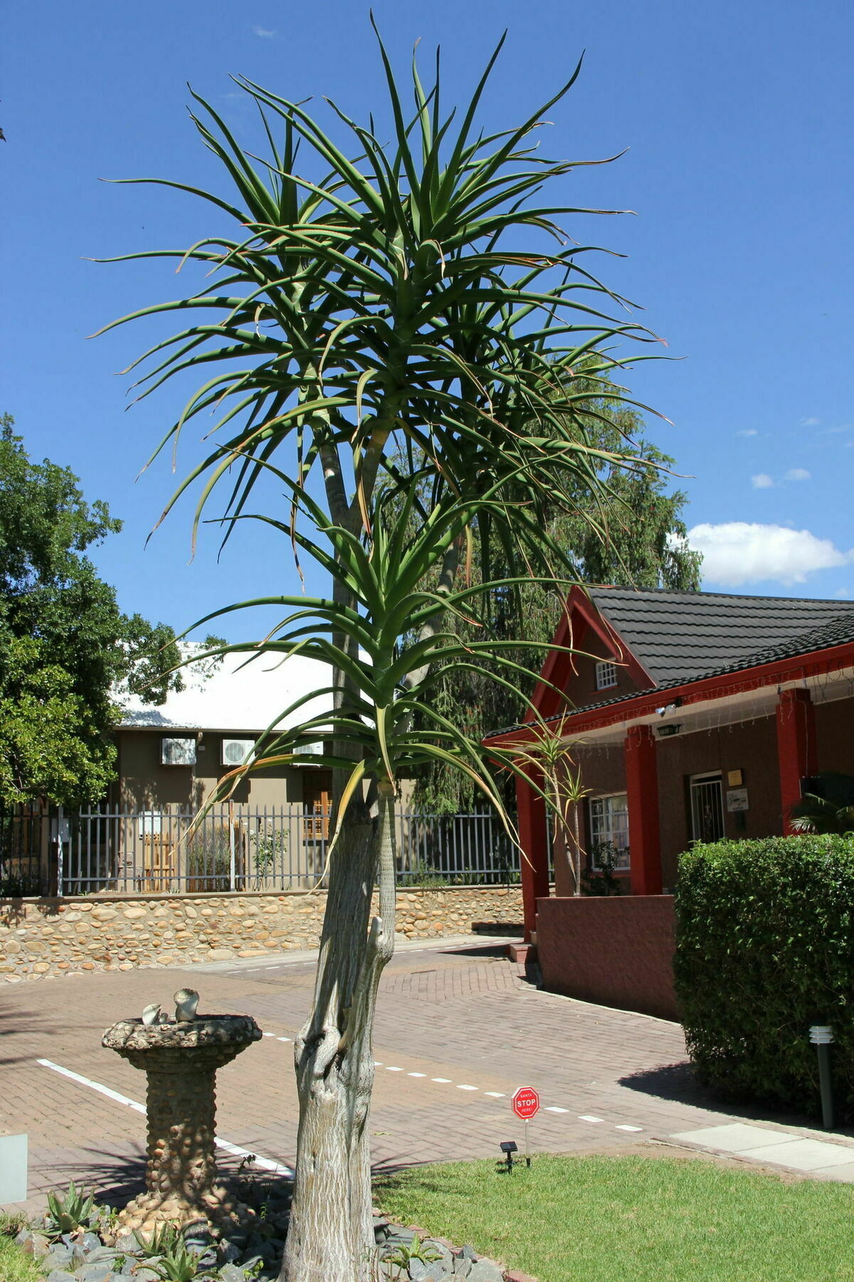 Gumtree Guest House Oudtshoorn Exteriér fotografie